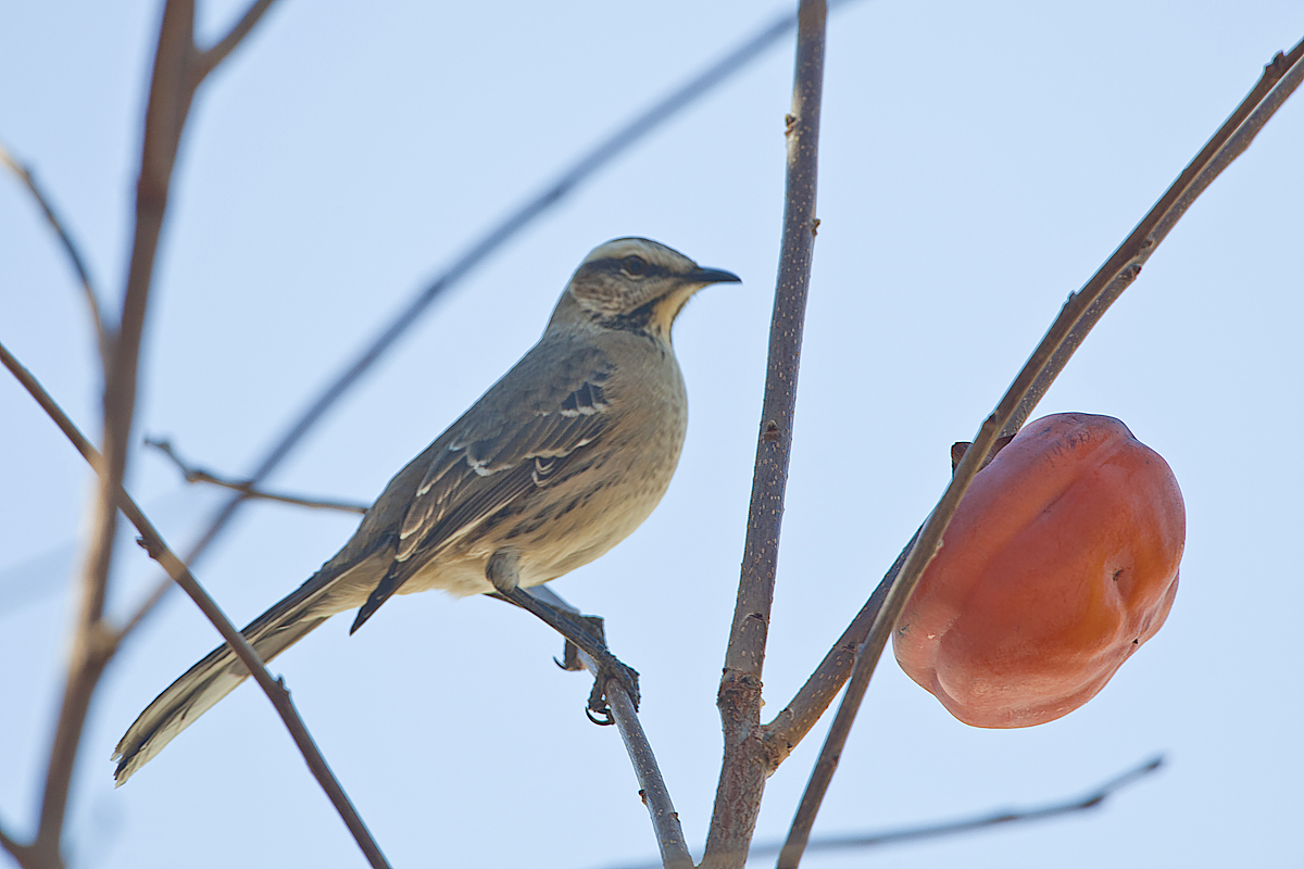 chile-birds